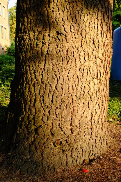 August close-up photo