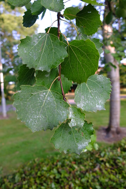 August close-up photo