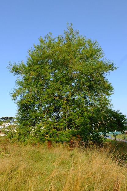 August tree photo