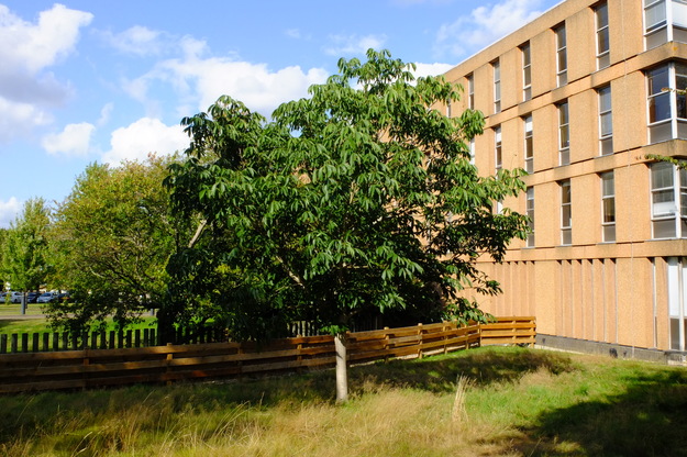 August tree photo