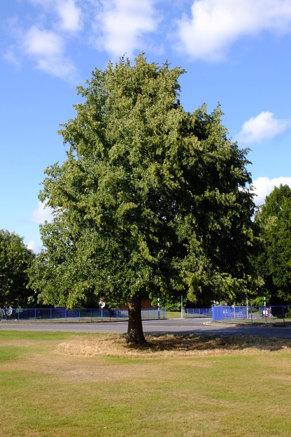 August tree photo