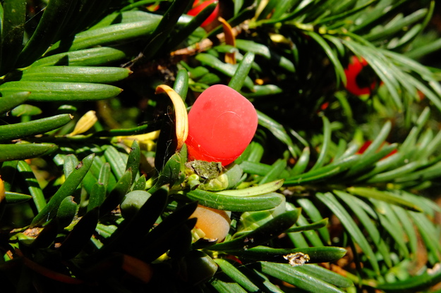 August close-up photo