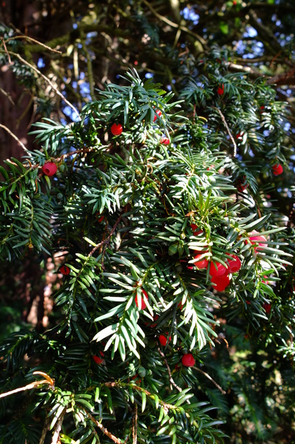 August close-up photo