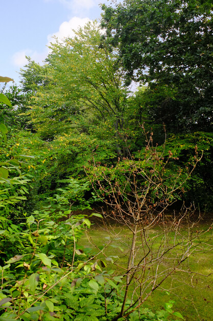 August tree photo