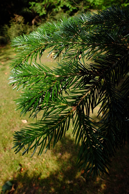 August close-up photo