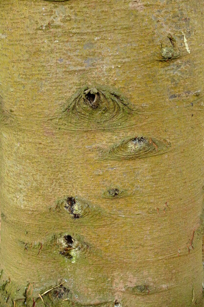 August close-up photo