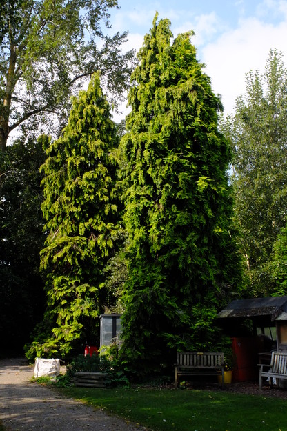 Harris Garden tree photo