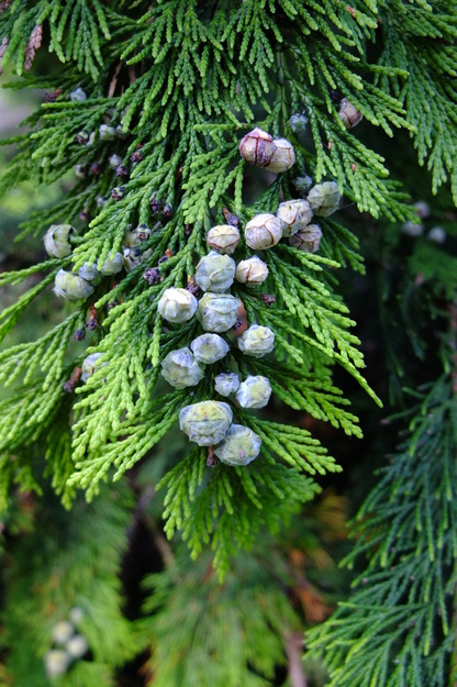 August close-up photo
