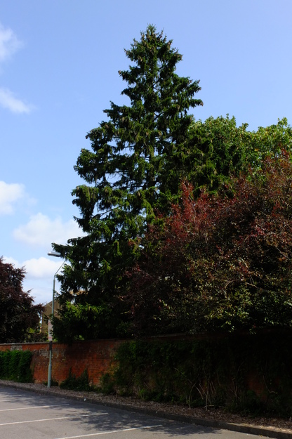 August tree photo