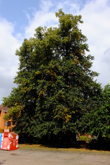 August tree photo
