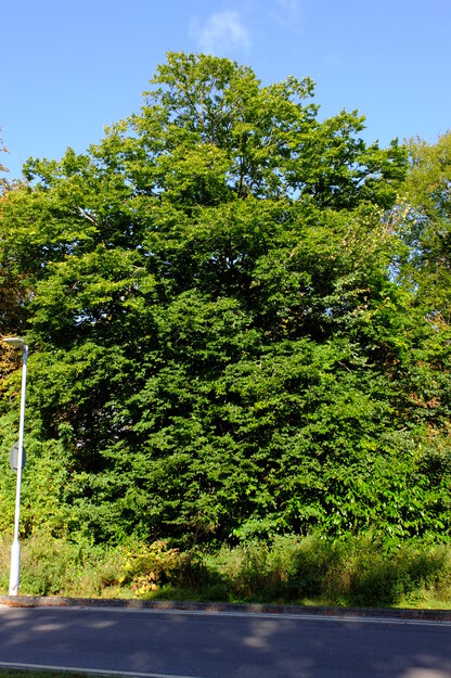 August tree photo