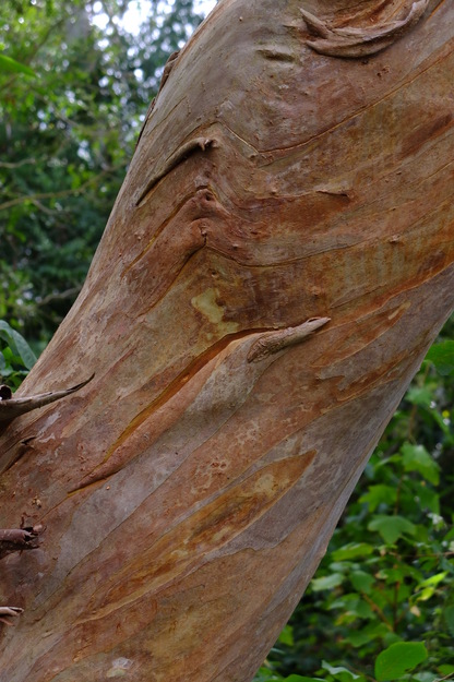 August close-up photo
