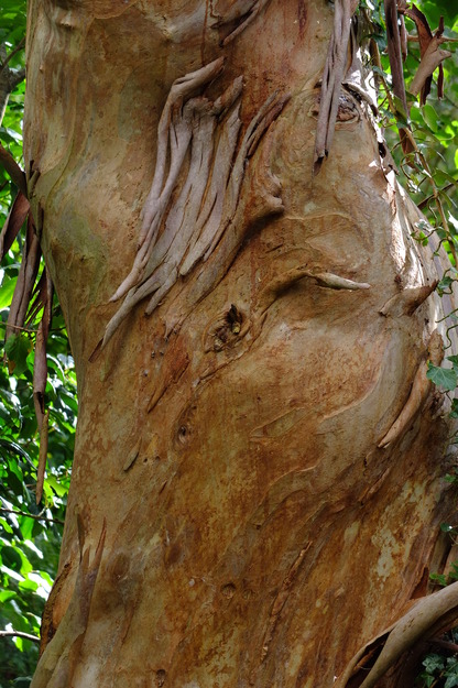 August close-up photo