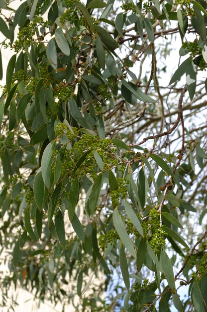 August close-up photo