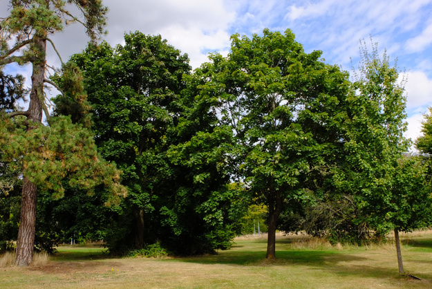September tree photo