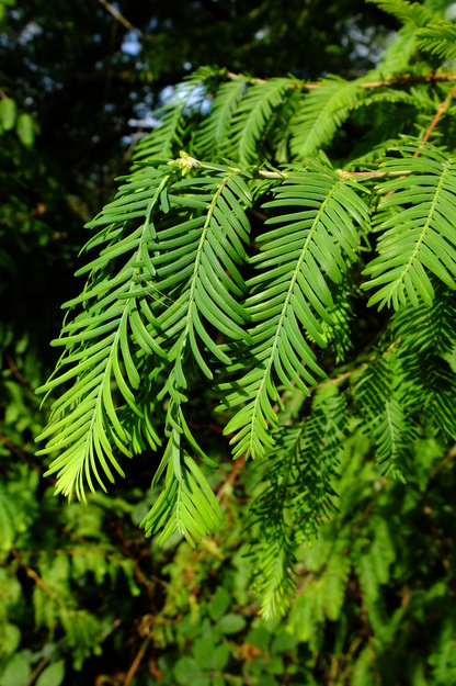 September close-up photo