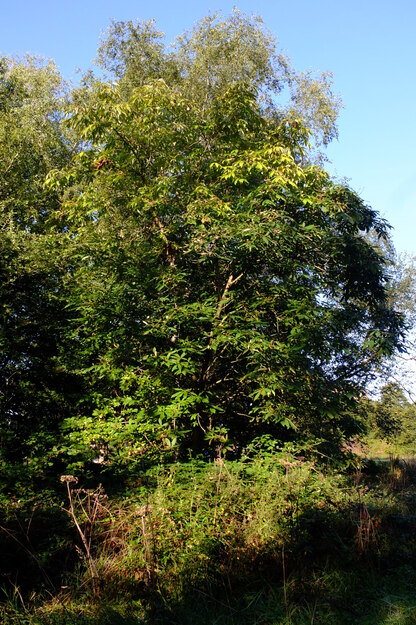 September tree photo