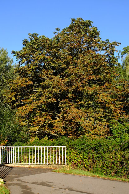 September tree photo