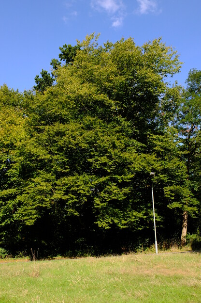 September tree photo