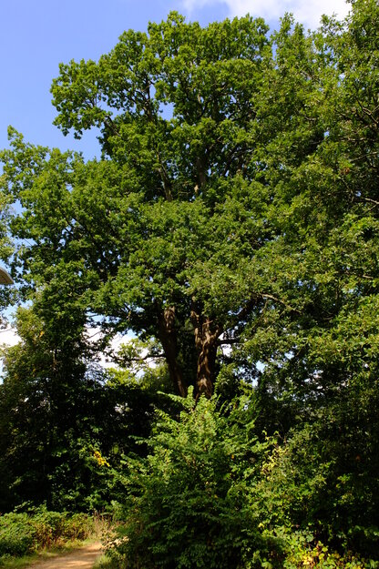 September tree photo