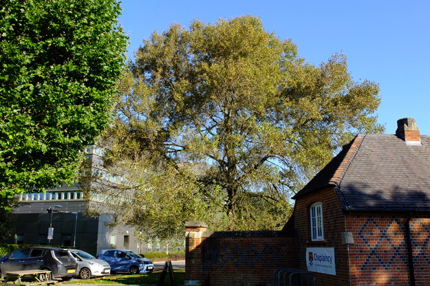 September tree photo