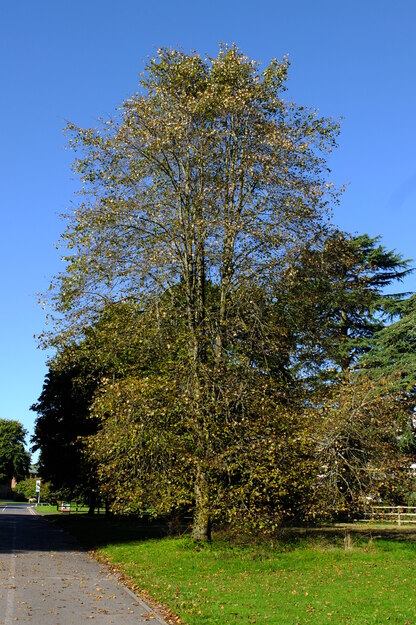 September tree photo