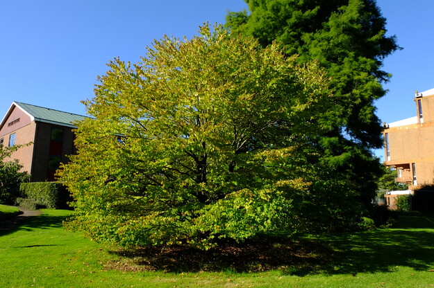 September tree photo