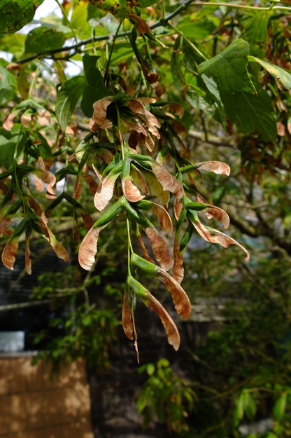 September close-up photo