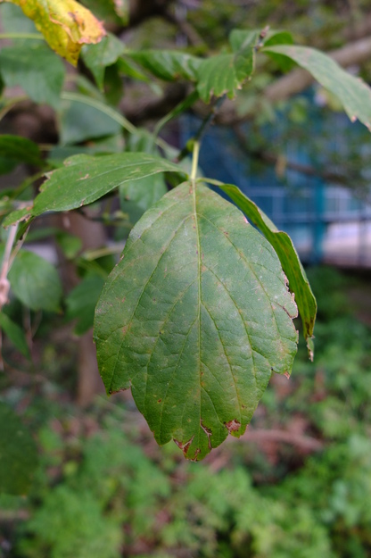 September close-up photo