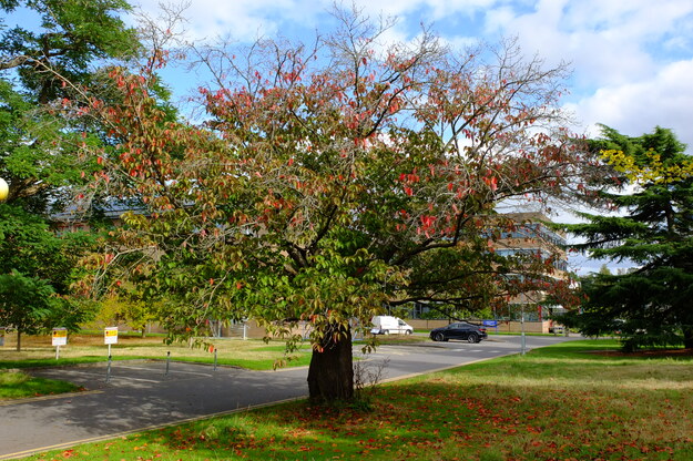 September tree photo