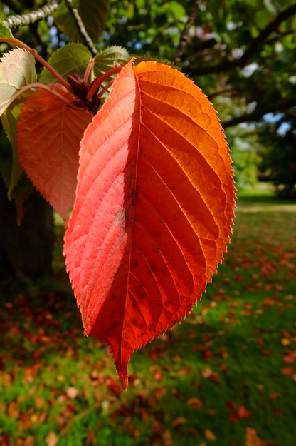 September close-up photo