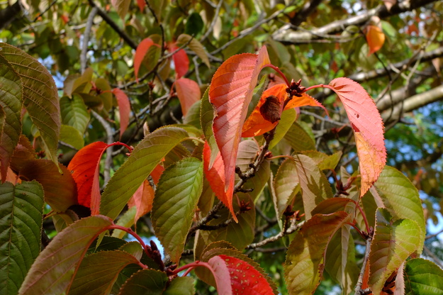 September close-up photo