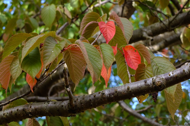 September close-up photo