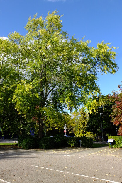 September tree photo