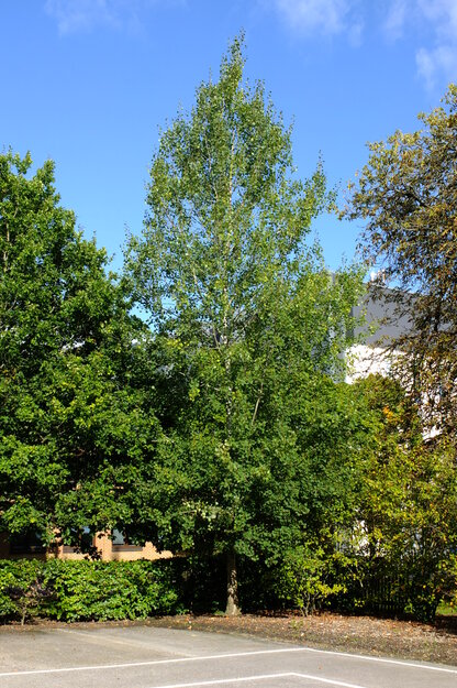 September tree photo