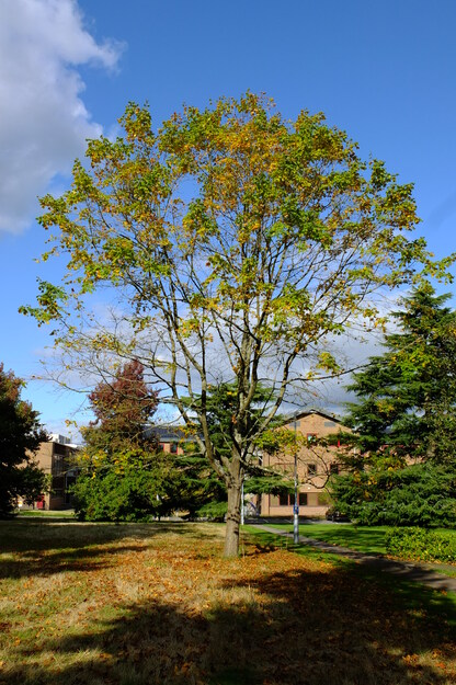 September tree photo