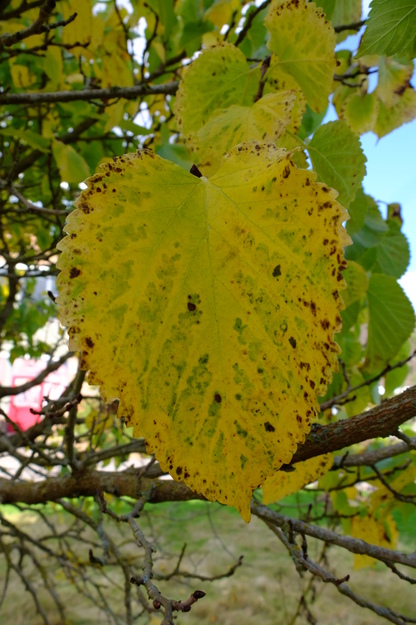 September close-up photo