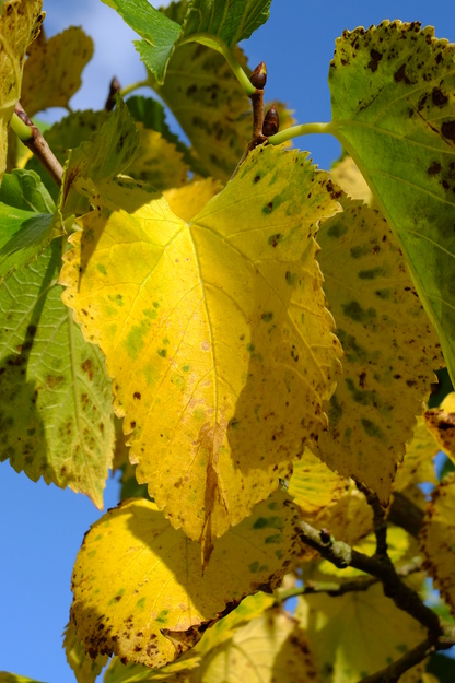 September close-up photo