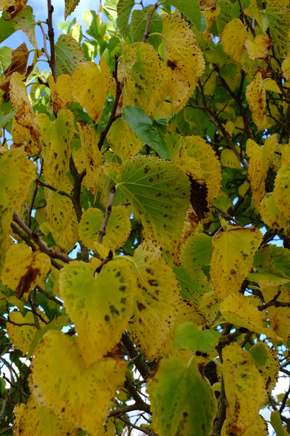 September close-up photo