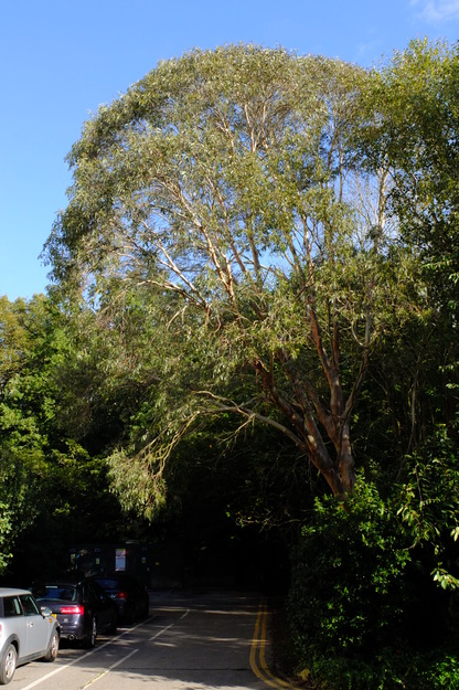 October tree photo