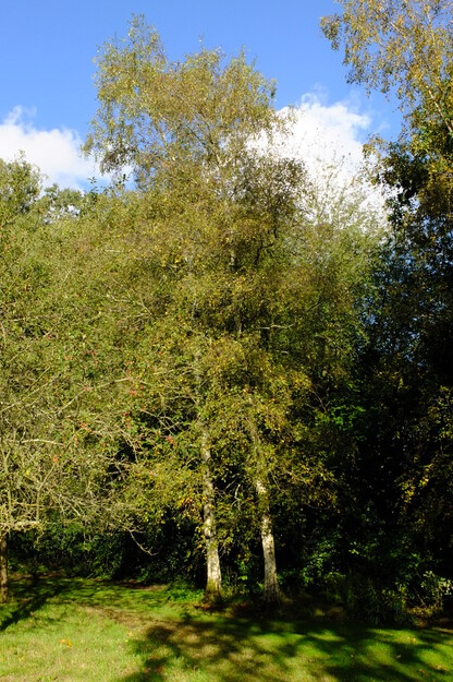 October tree photo