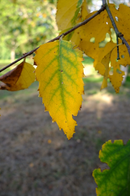 October close-up photo