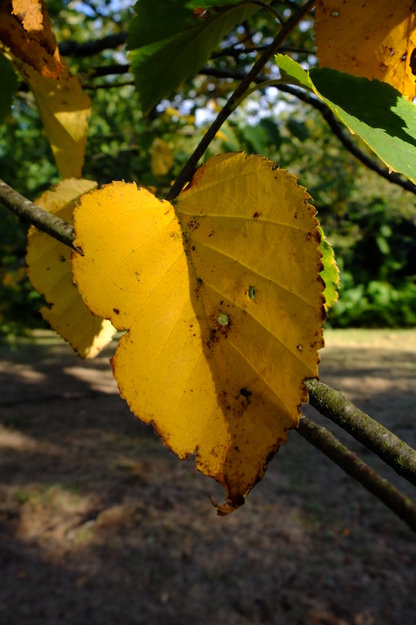 October close-up photo