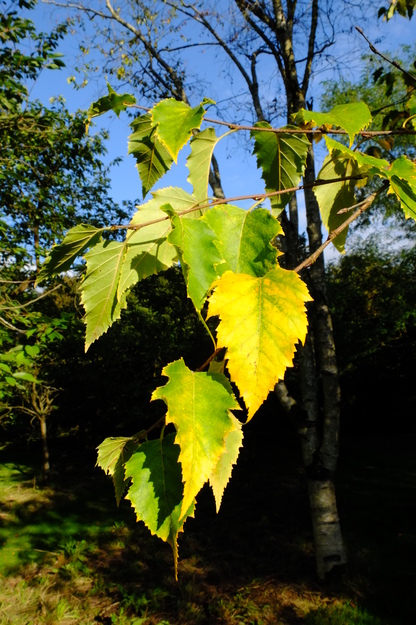 October close-up photo