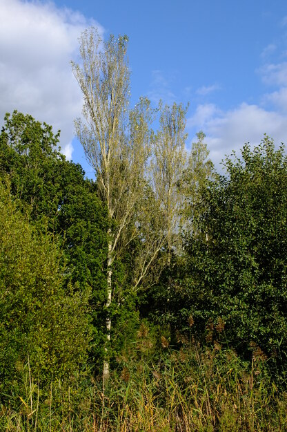 Agromet Way tree photo