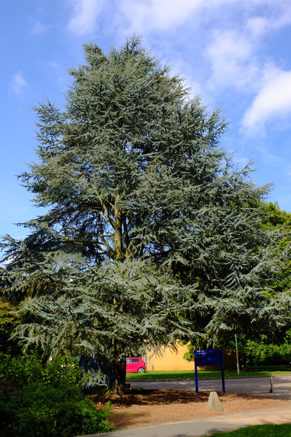 October tree photo