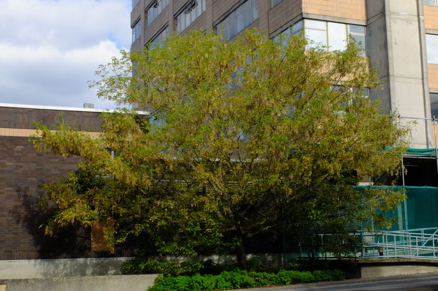 October tree photo