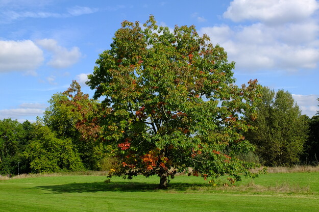 October tree photo