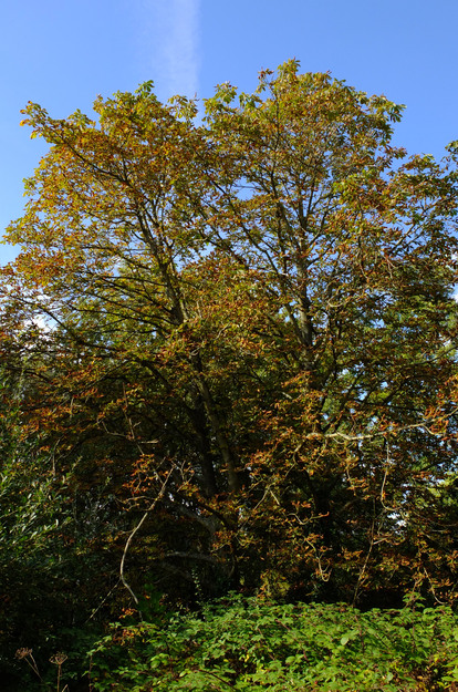 Friends Bridge tree photo