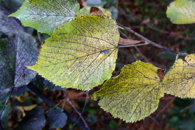 October close-up photo